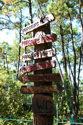 feeling forest_2