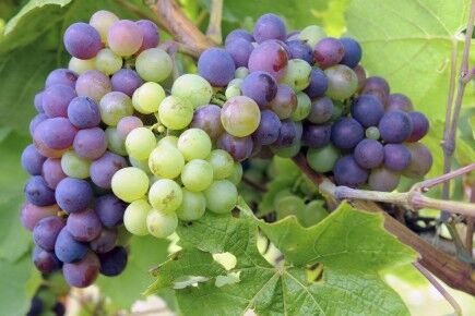 festival-vins-de-loire