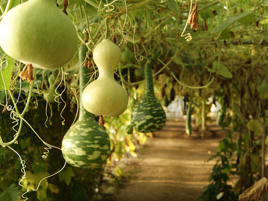 le-potager-extraordinaire-la-mothe-achard-85-pcu-5
