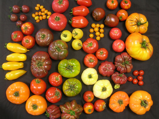 le-potager-extraordinaire-la-mothe-achard-85-pcu-11
