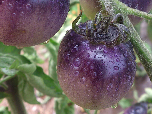 le-potager-extraordinaire-la-mothe-achard-85-pcu-14