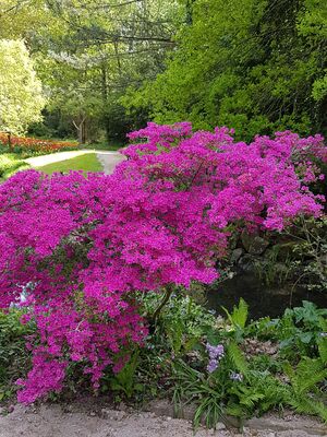 parc floral court d'aron (6)