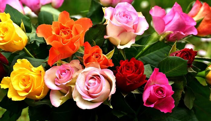 roses-2911123_960_720