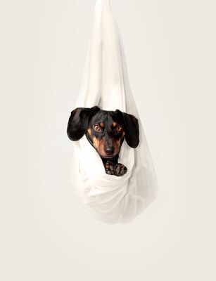 toilettage canin et pension canine