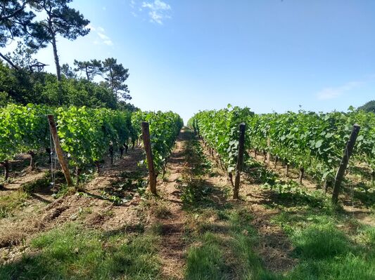 vignes-5