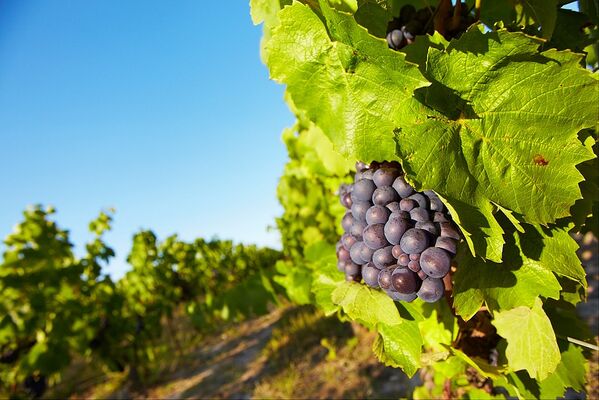 vignoble-2