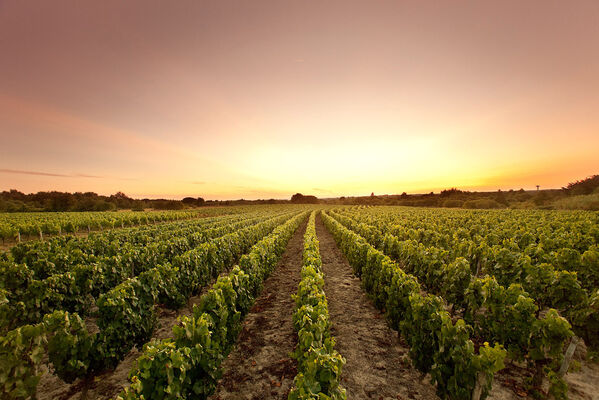 270045_vignoble_brem_2