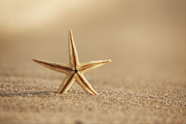 2126_etoile_de_mer