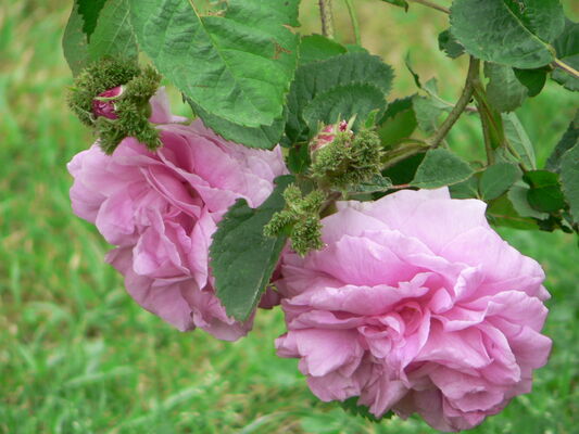 22666_laroseraie5