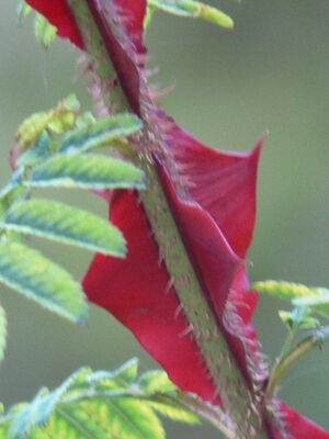 22669_laroseraie3