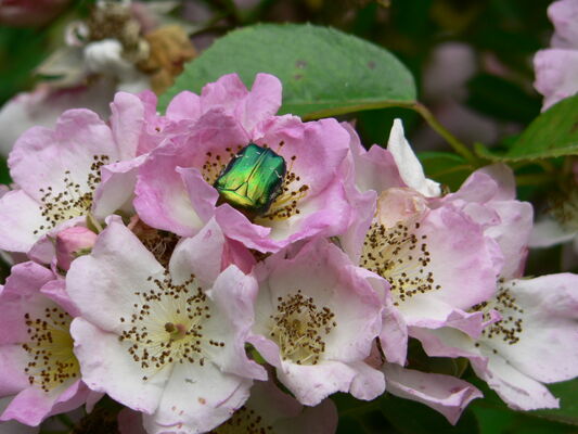 22671_laroseraie6