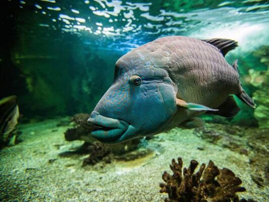 Aquarium-de-Vannes-Morbihan-Bretagne-Sud