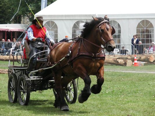 Journée du Cheval