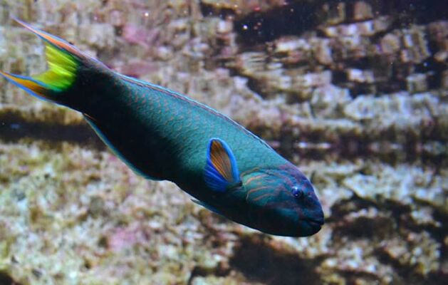 Aquarium-de-Vannes-Morbihan-Bretagne-Sud