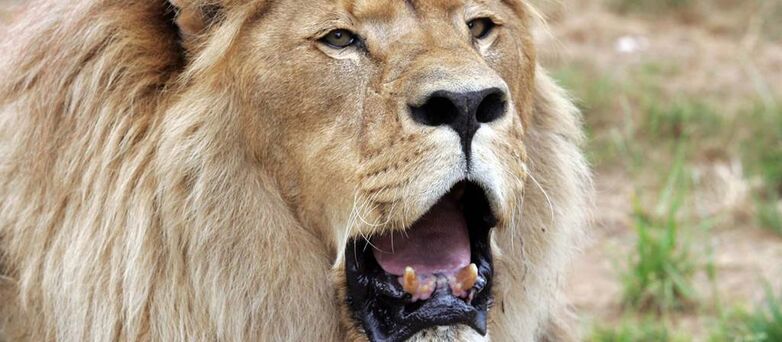 Parc-Zoologique-Pont-Scorff-Morbihan-Bretagne-Sud