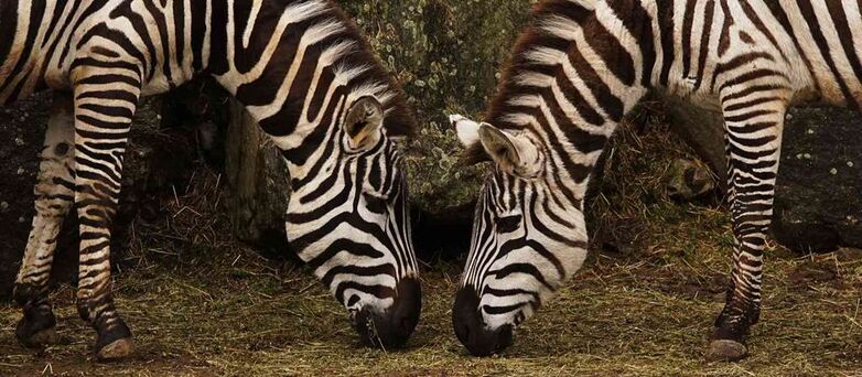 Parc-Zoologique-Pont-Scorff-Morbihan-Bretagne-Sud