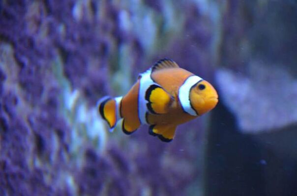 Aquarium-de-Vannes-Morbihan-Bretagne-Sud