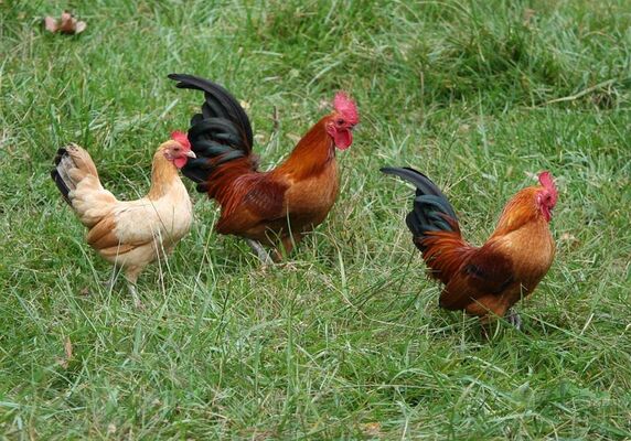 Lasbourdettes