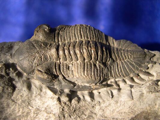 Trilobite