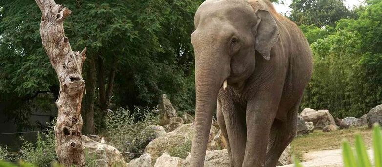Parc-Zoologique-Pont-Scorff-Morbihan-Bretagne-Sud