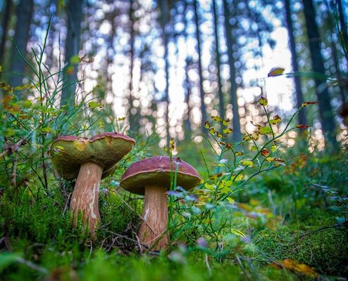 Les champignons