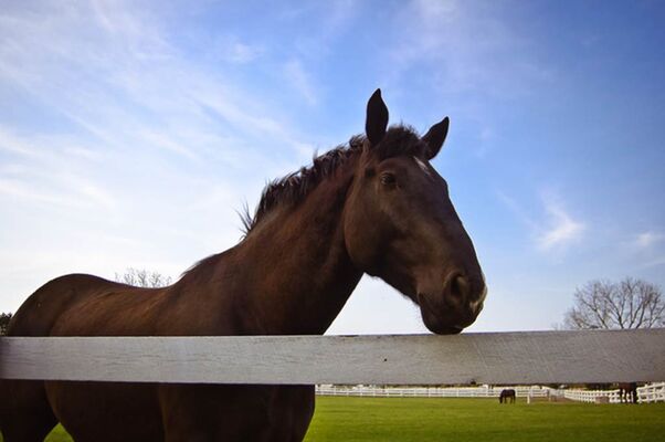 O'pas dock arabians