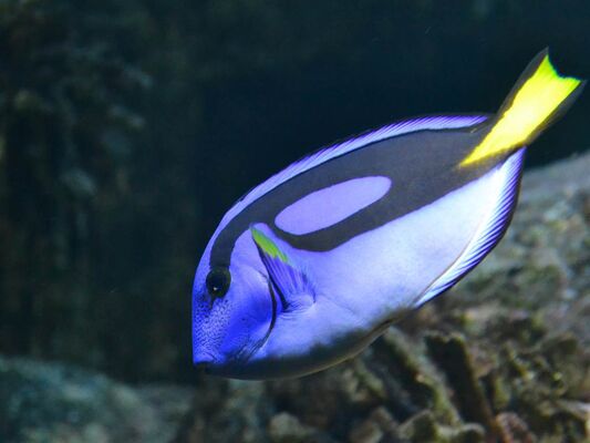 Aquarium-de-Vannes-Morbihan-Bretagne-Sud