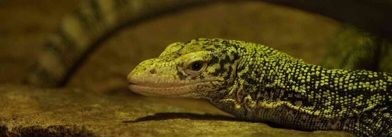 Parc-Zoologique-Pont-Scorff-Morbihan-Bretagne-Sud