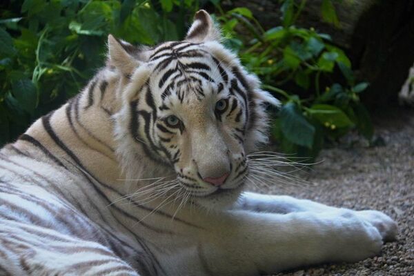 Parc-Zoologique-Pont-Scorff-Morbihan-Bretagne-Sud