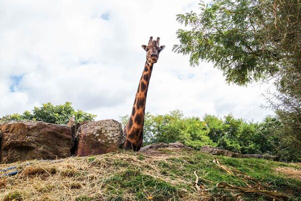 Parc-Zoologique-Pont-Scorff-Morbihan-Bretagne-Sud-06
