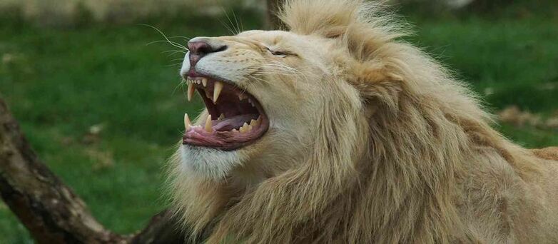 Parc-Zoologique-Pont-Scorff-Morbihan-Bretagne-Sud