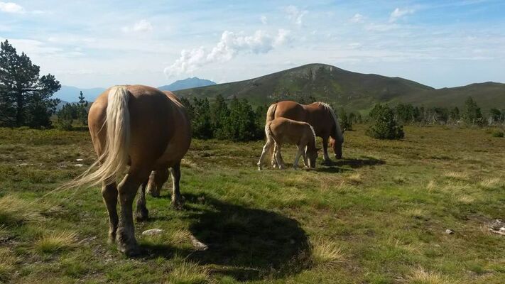 chevaux
