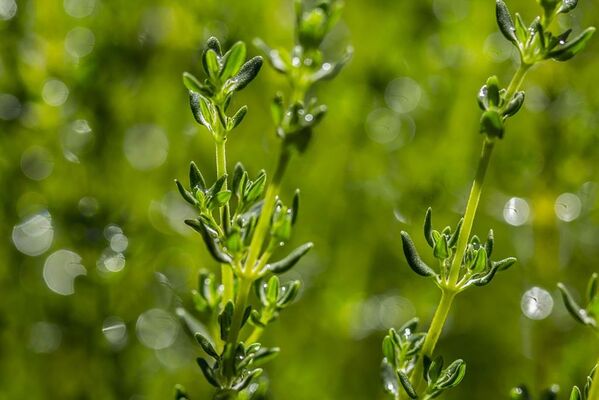Les plantes médicinales