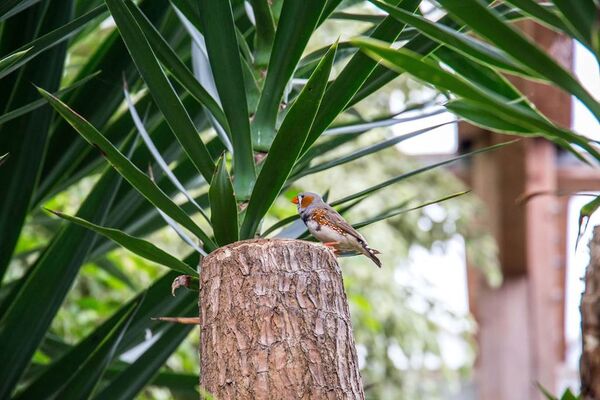 jardin-aux-papillons-morbihan-bretagne-sud-26