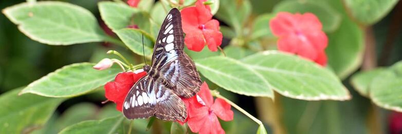 jardin-aux-papillons-morbihan-bretagne-sud-17