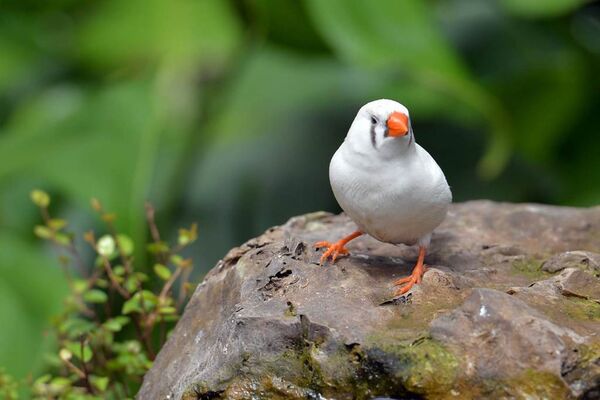 jardin-aux-papillons-morbihan-bretagne-sud-11