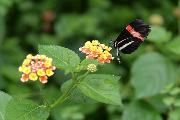 jardin-aux-papillons-morbihan-bretagne-sud-13