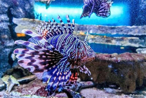 Aquarium-de-Vannes-Morbihan-Bretagne-Sud