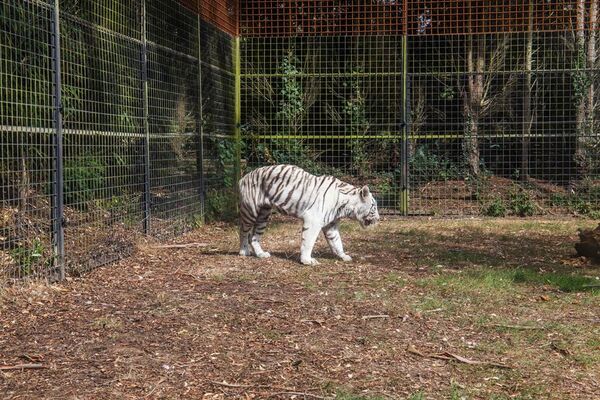 Parc-Zoologique-Pont-Scorff-Morbihan-Bretagne-Sud-01