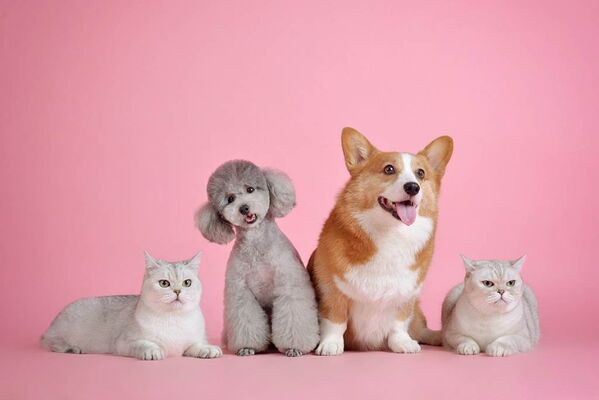 Chien et chat