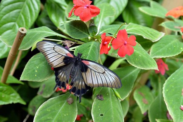 jardin-aux-papillons-morbihan-bretagne-sud-07