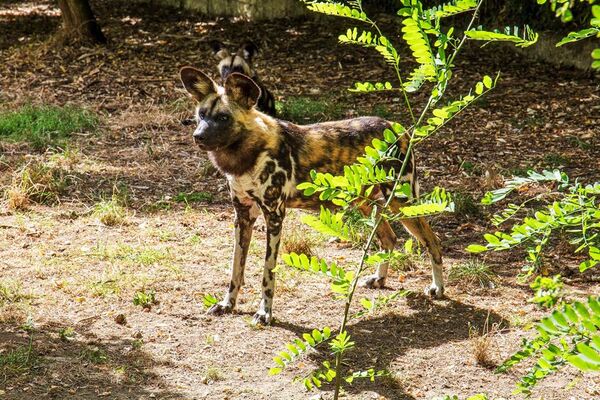 Parc-Zoologique-Pont-Scorff-Morbihan-Bretagne-Sud-04