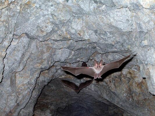 Chauve-souris