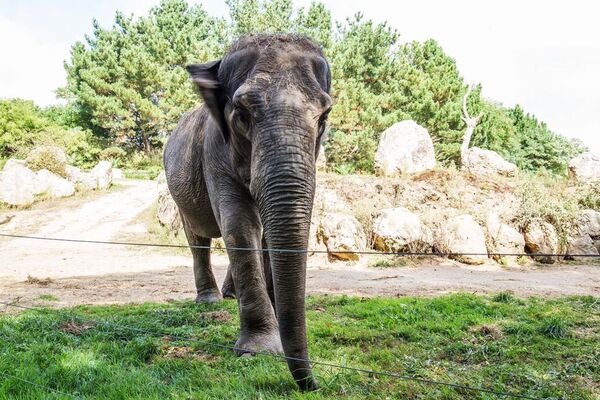 Parc-Zoologique-Pont-Scorff-Morbihan-Bretagne-Sud-07