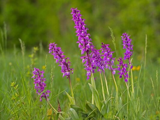 Orchidée sauvage