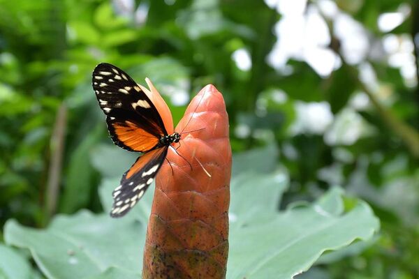 jardin-aux-papillons-morbihan-bretagne-sud-06