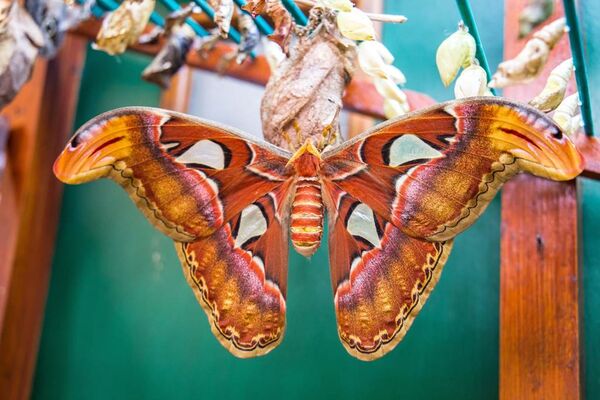 jardin-aux-papillons-morbihan-bretagne-sud-22