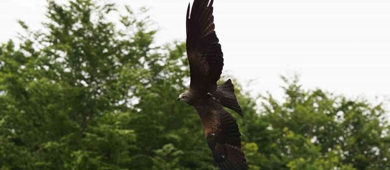 Parc-Zoologique-Pont-Scorff-Morbihan-Bretagne-Sud
