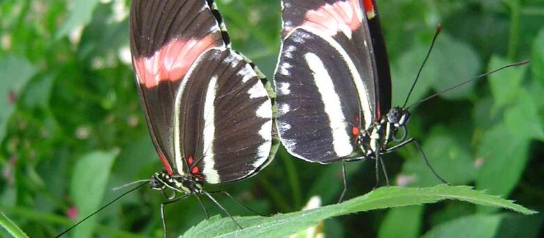 jardin-aux-papillons-morbihan-bretagne-sud