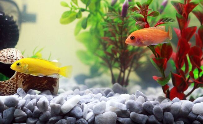 Club aquariophile
